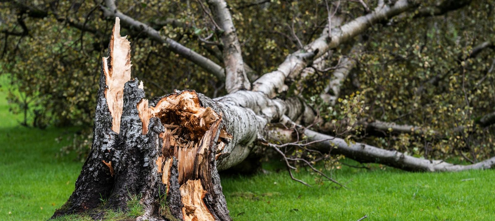 Storm Emergency Image