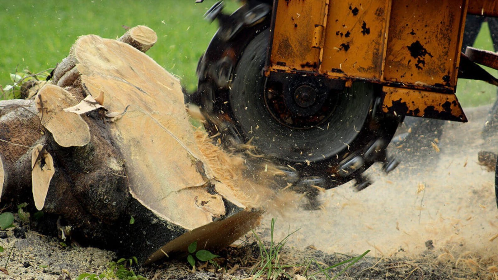 tree stump grinding service